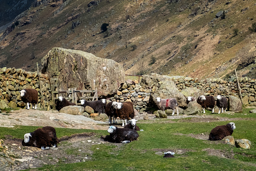 Neuquen, Argentina, March 27, 2022; Argentine gaucho (woman), herding goats. Mapuche town.