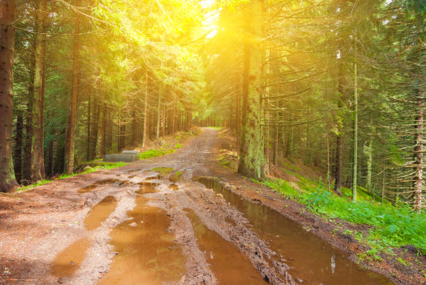 istock dirty forest road in a rays of sun 1387459640