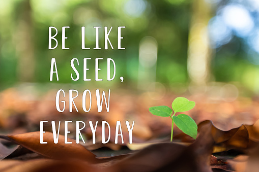 Be like a seed, grow everyday. Inspirational words with nature background. stock photo
