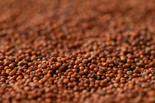 Macro photo of finger millet with selective focus and blurry background with bokeh. It is very nutritive cereals consumed in various regions of India and also known as ragi, nachani, kodo.