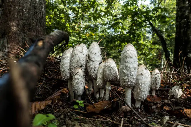 A group of coprinus comatus in the Chiemgau Alps, Inzell, Bavaria, Germany.