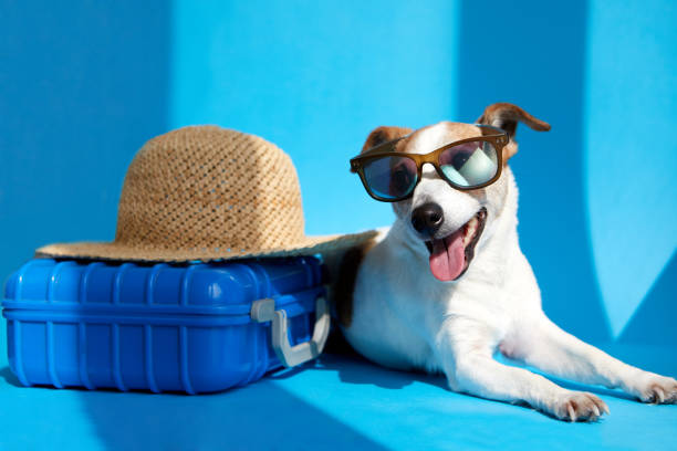 Pet in sunglasses lies with suitcase isolated stock photo