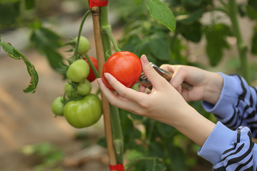 Tomato basket hand - up health food