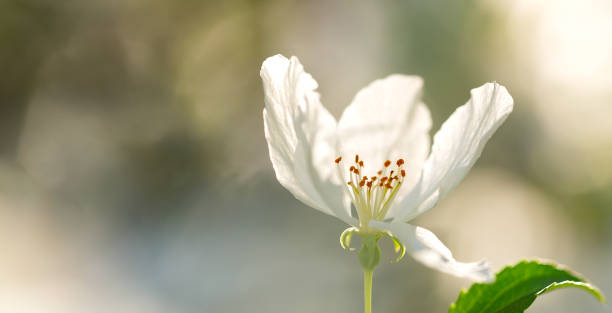 istock One white flower of blooming apple tree in spring time on a sunny day on blurred background. 1387462549