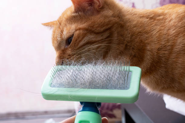 istock Kitten plays with a slicker close up 1387462781
