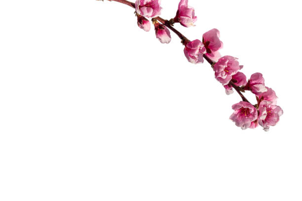 Pink peach blossom isolated on white Pink peach blossom, flowery branch isolated on white, clipping path, copy space, graphic resource for banners and greeting cards pink flowering dogwood stock pictures, royalty-free photos & images