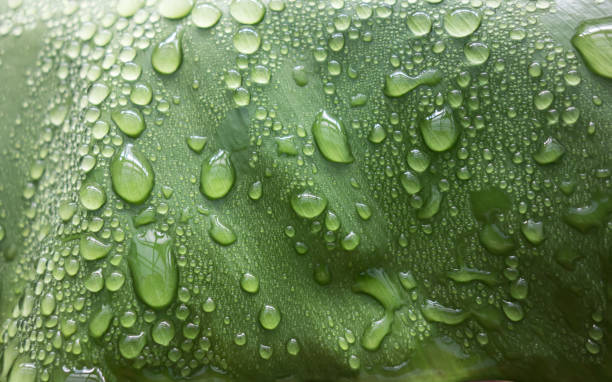 istock Raindrops on the surface of a green leaf close-up 1387463818