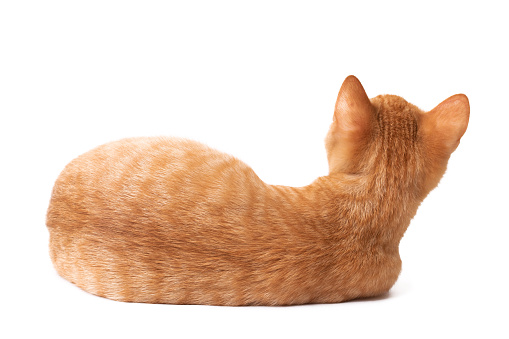 The cat lies with its back to the camera isolated on a white background