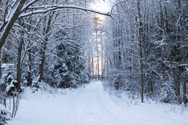 istock Tree branches in the snow in the sunlight 1387465191