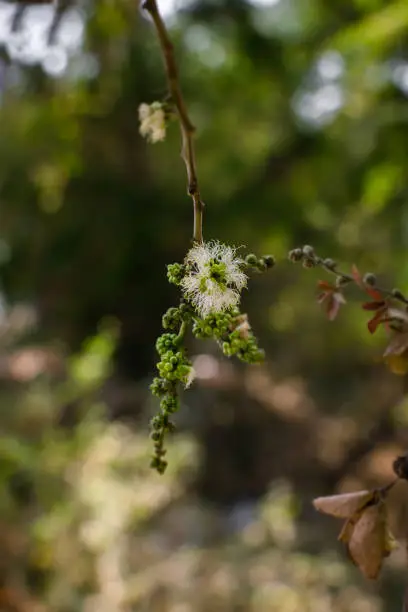 Photo of Inflorescence of vilayati chinch also known as Manila tamarind, Madras thorn, or camachile which is medicinal tree. Used selective focus.