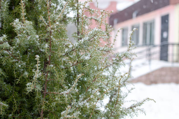 istock Tuya branches in the snow close up 1387466589