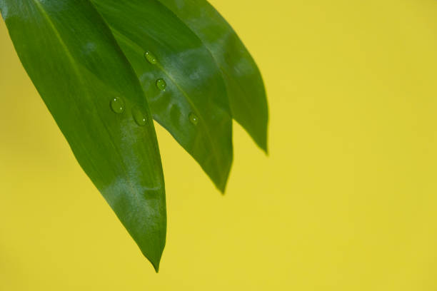 healthy food in spring, wild garlic leaves with water drops on yellow  background