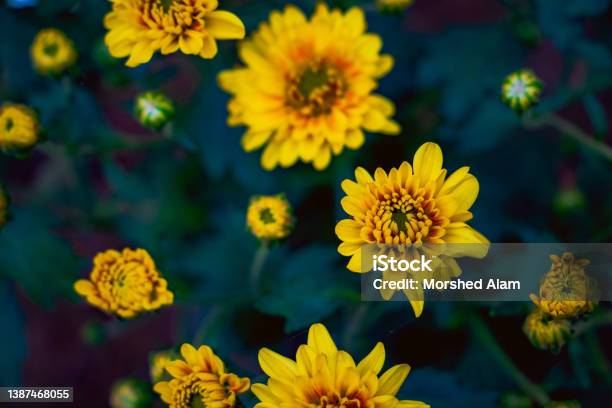 Landscape Of Perennial Sunflower Helianthus Multiflorus Stock Photo - Download Image Now