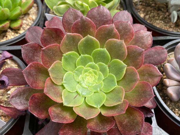 istock Aeonium The Rounded Leaves Of The Rosette Structures Succulent Plants 1387469202