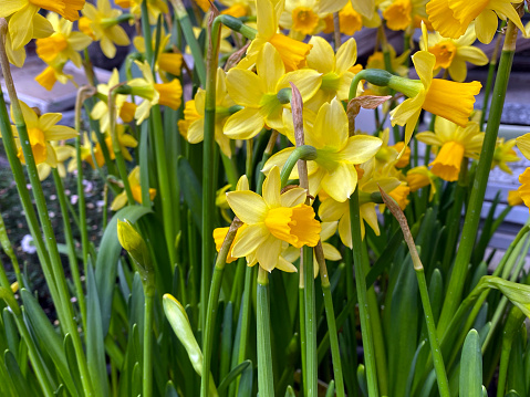 Daffodil Narcissus Spp Yellow Flowers With Green Stems Stock Photo ...