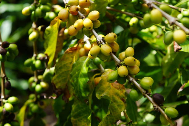 Coffee Berries stock photo