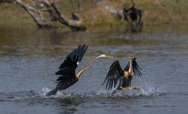 istock Oriental darter birds fighting for fish 1387473135