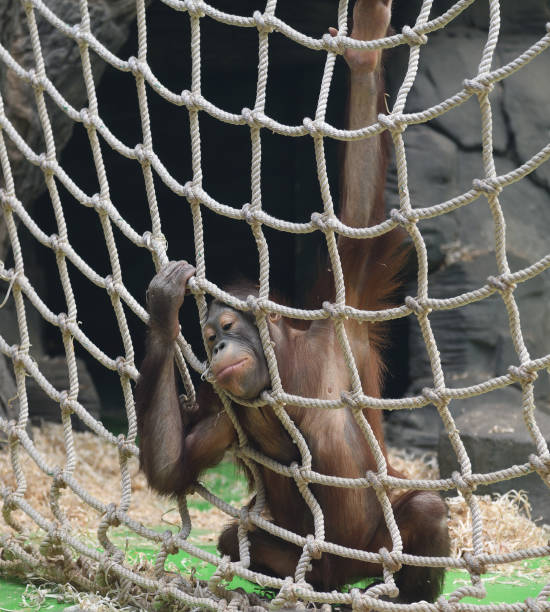 istock Funny baby Orangutan is playing and having fun 1387474113