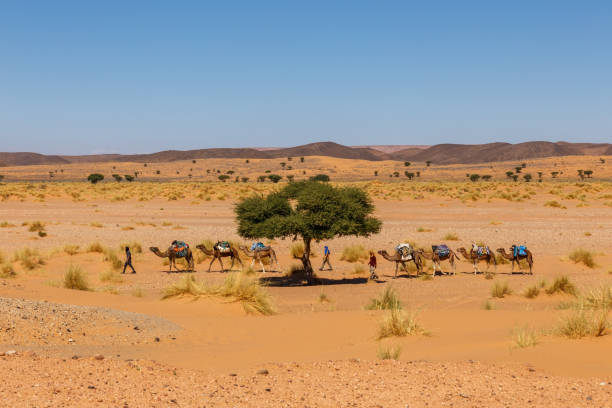 Errachidia Province, Morocco - October 15, 2015: Camel caravan in the Sahara Desert. Camels go through the desert.