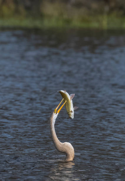 oriental se atreve con peces - anhinga fotografías e imágenes de stock