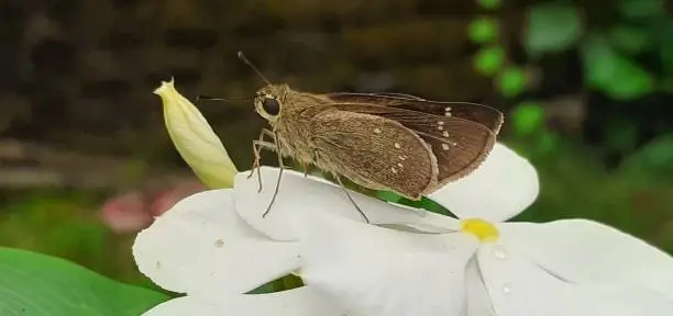 Photo of Borbo Cinnara on the Flower