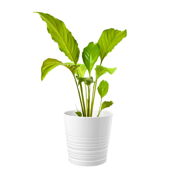 istock Home ornamental potted plant isolated on white background. 1387476928