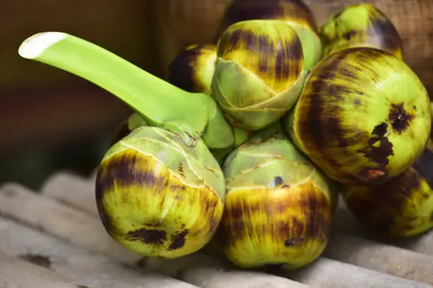 Photo of fresh Palmyra palm fruit and shell of Palmyra palm. Asian Toddy palm, Sugar palm.