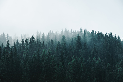 Misty pine trees forest  near a lake landscape