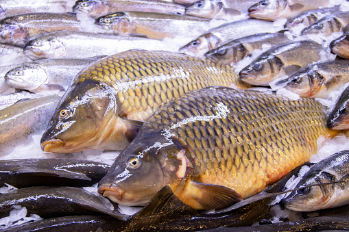 Big freshwater fish Carpio on display in a fish market.
