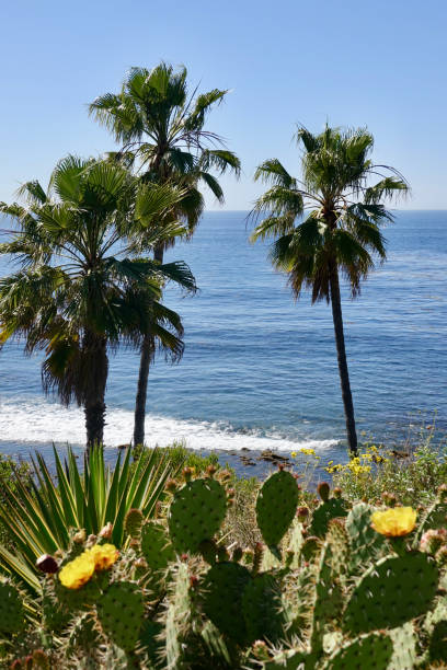 istock Trio of palms with blooming cactus 1387481871