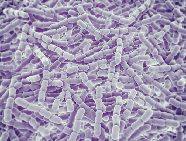 streptococcus pneumoniae bakterienzellen - coccus stock-fotos und bilder