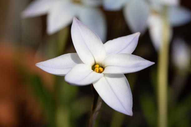 istock Pretty White Springstar Flower Head Close Up 1387482455