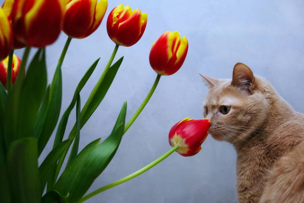A red A red cat and tulips. A cat sniffing a tulip flower