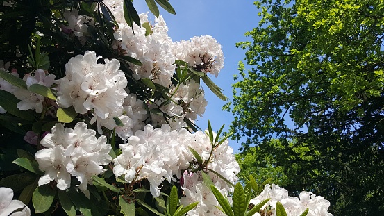 A Rhododendron in white in the warm sunshine.