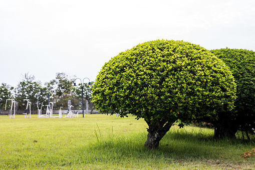 A low angle view, bonsai, spherical trees and beautifully pruned bushes of green leaves growing on the lawn, often seen in public gardens for recreation in rural Thailand.