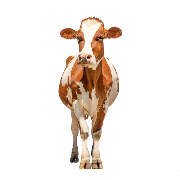 istock Cow isolated on white, standing upright red and white, pink nose and front view and copy space 1387483694