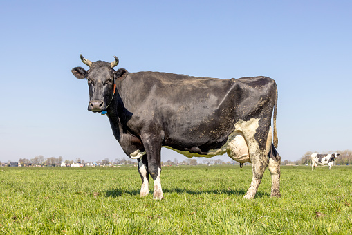 Milk cow dairy in the Netherlands, standing on green grass in a meadow, at the background a blue