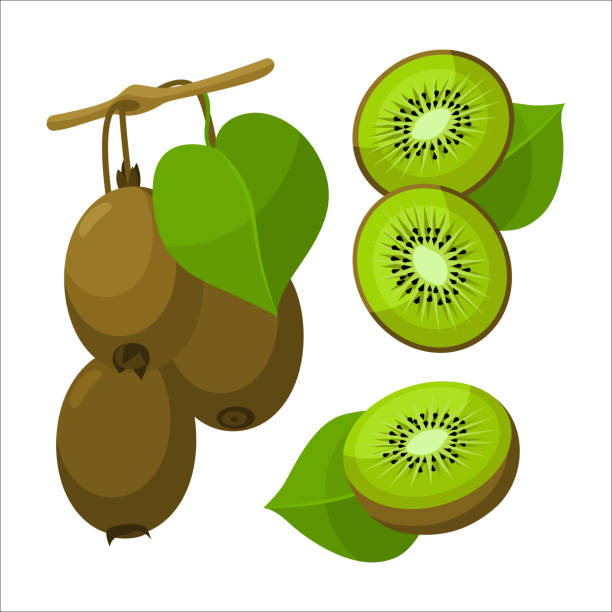 ilustrações, clipart, desenhos animados e ícones de galhos frescos kiwi com folha em estilo desenho animado. vetor inteiro e partes kiwi doce isolado em um fundo branco. - fruta kiwi