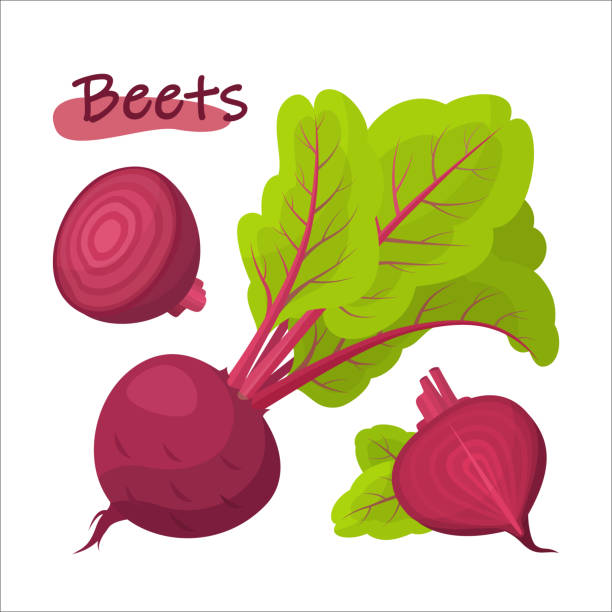 350 Cartoon Fresh Red Beetroot Vegetable Illustrations & Clip Art - iStock