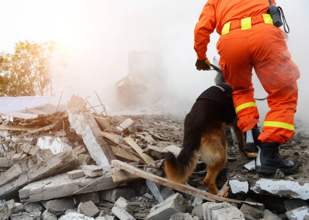 Search and rescue Search and rescue forces search through a destroyed building with the help of rescue dogs."n natural disaster stock pictures, royalty-free photos & images