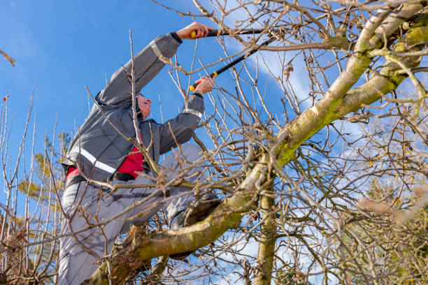 istock Gardener is cutting branches, pruning fruit trees with pruning shears in the orchard 1387486565