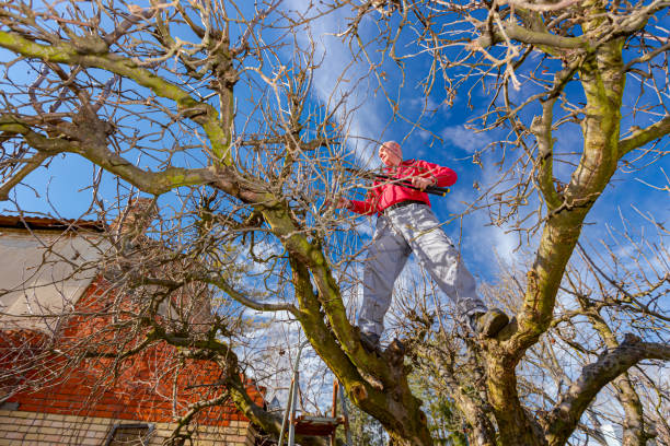 istock Gardener is cutting branches, pruning fruit trees with pruning shears in the orchard 1387486641