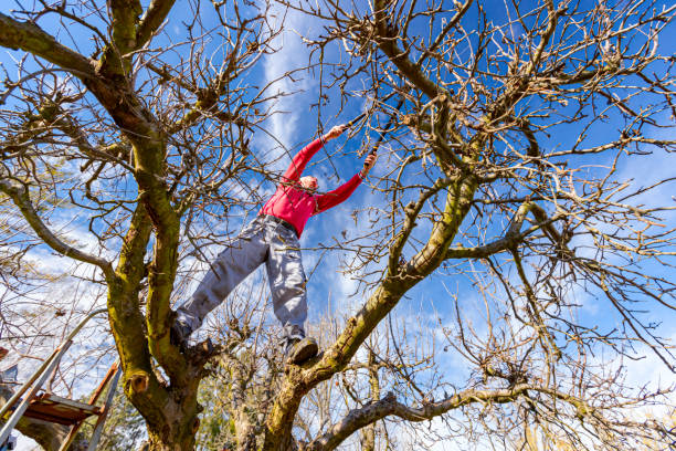 istock Gardener is cutting branches, pruning fruit trees with pruning shears in the orchard 1387486710