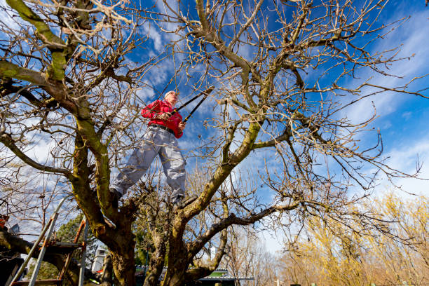 istock Gardener is cutting branches, pruning fruit trees with pruning shears in the orchard 1387486800