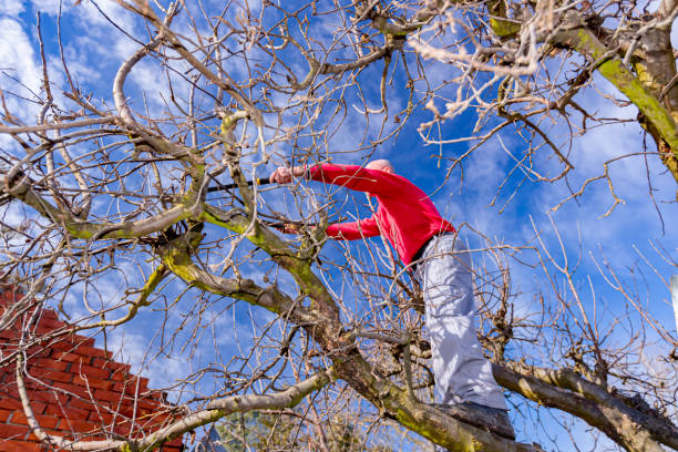 istock Gardener is cutting branches, pruning fruit trees with pruning shears in the orchard 1387487073