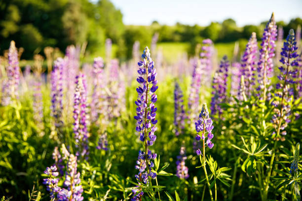 Sunset on a field covered with flowering lupines on summer day