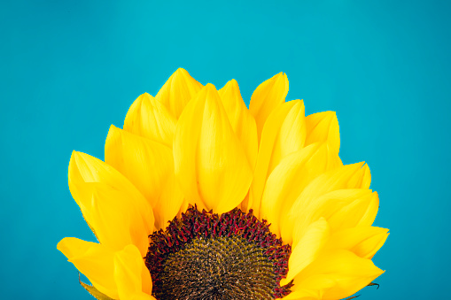 A close up of a yellow sunflower on a blue background.