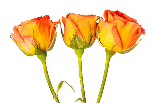 A still life photo of three mini rose flowers isolated on white.