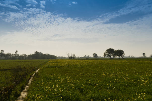 istock Beautiful view of mustard fields at India. 1387487960