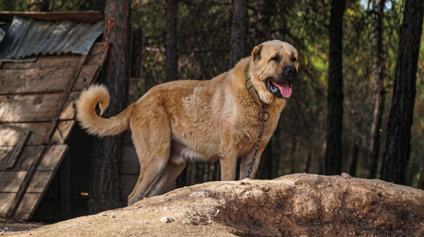 Sivas kangal dog Sivas kangal dog is a kind which belongs to Turkey looks around on a sand near its cabin kangal dog stock pictures, royalty-free photos & images
